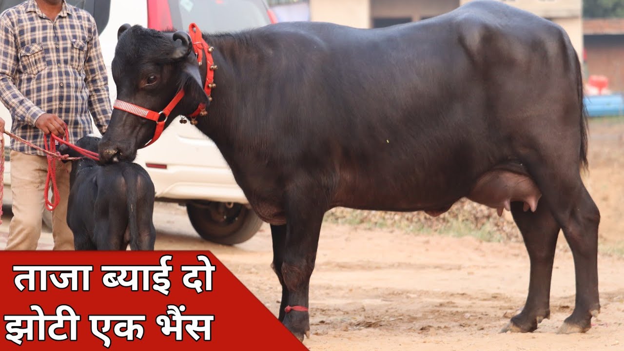 ताजा ब्याई दो झोटी और एक भैंस, बिक्री के लिए उपलब्ध | Sangwan Dairy Farm (8930569901)