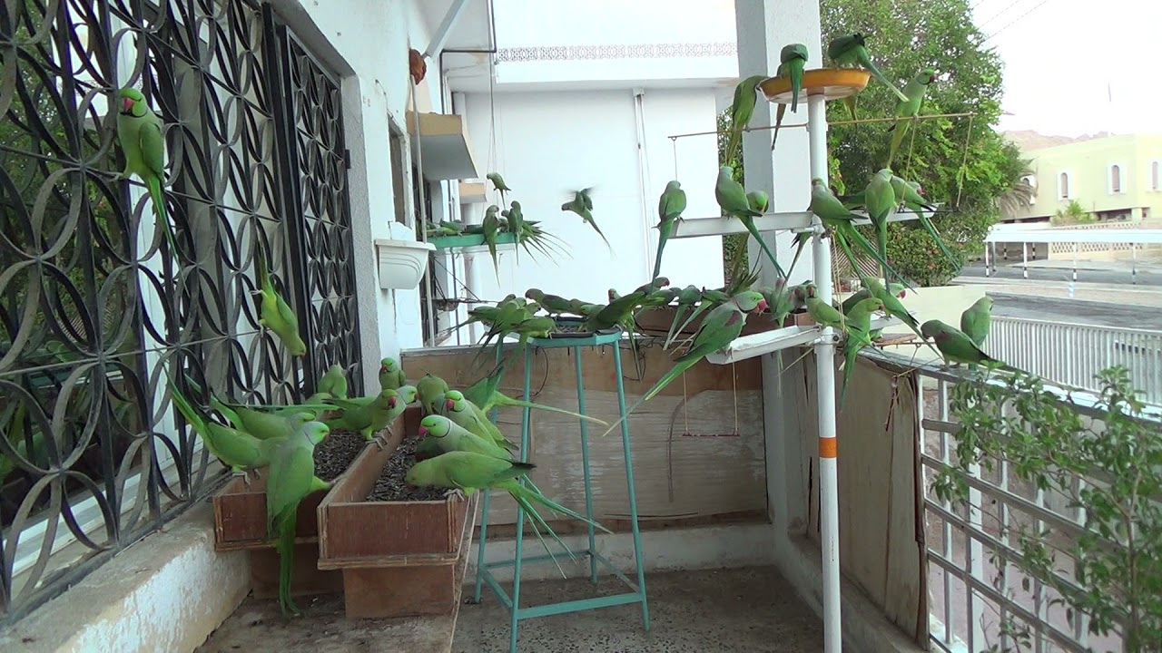 Parrots In Oman