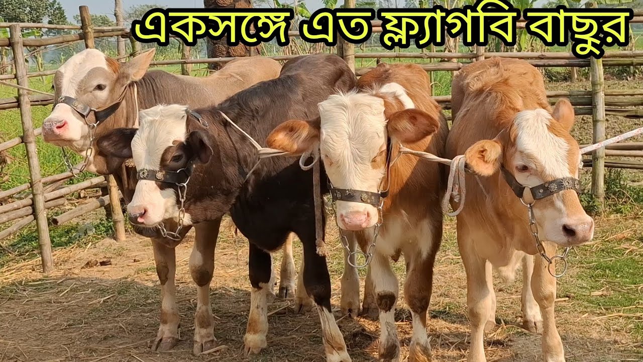৯ ফেব্রুয়ারি 2026| প্রচুর চাহিদা সম্পন্ন | ফ্ল্যাগবি | জাতের ষাঁড় বাছুর গরুর প্যাকেজ | পাচবিবি থেকে