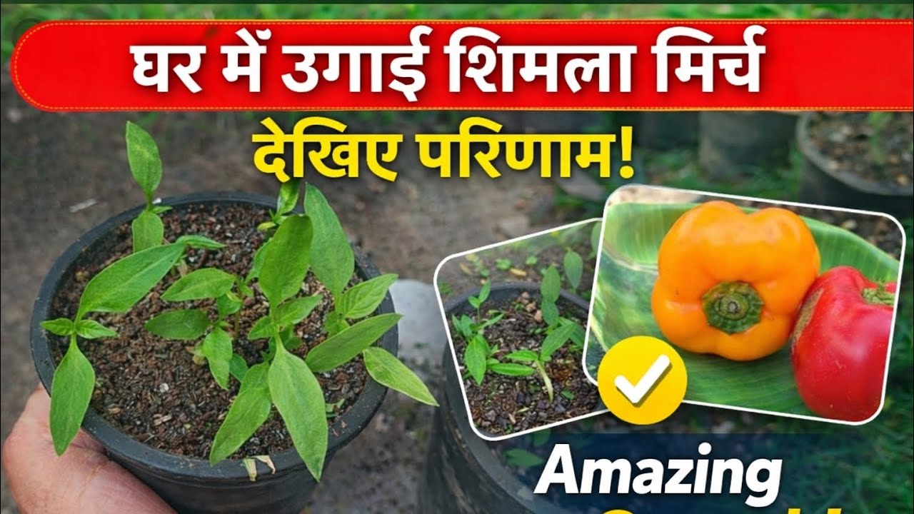 घर में उगाई शिमला मिर्च – देखिए परिणाम #organic #terracegarden #nature #organicfarming