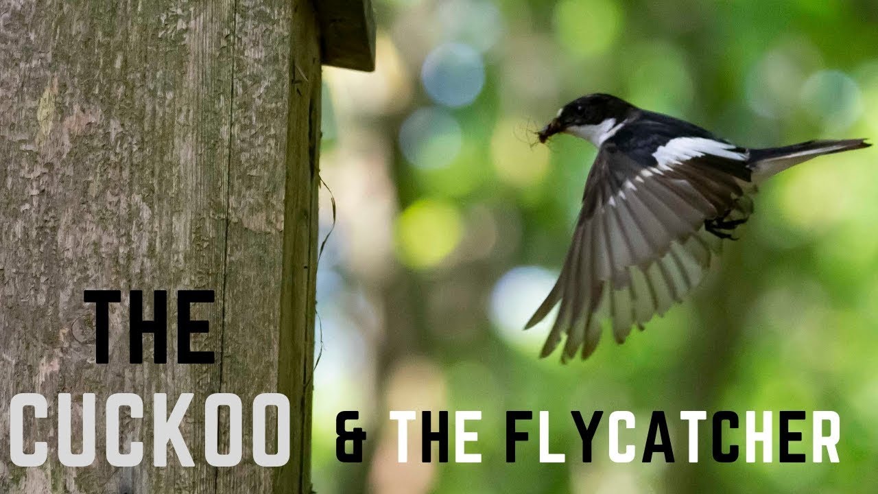 The Cuckoo & The Flycatcher - Wildlife - Photography -Birding