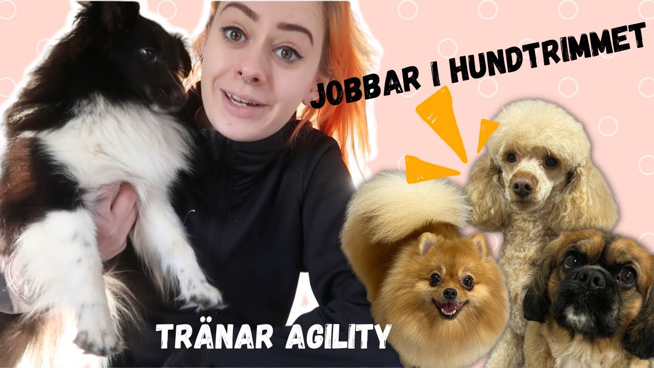 Hundtrim + Agility Vlogg