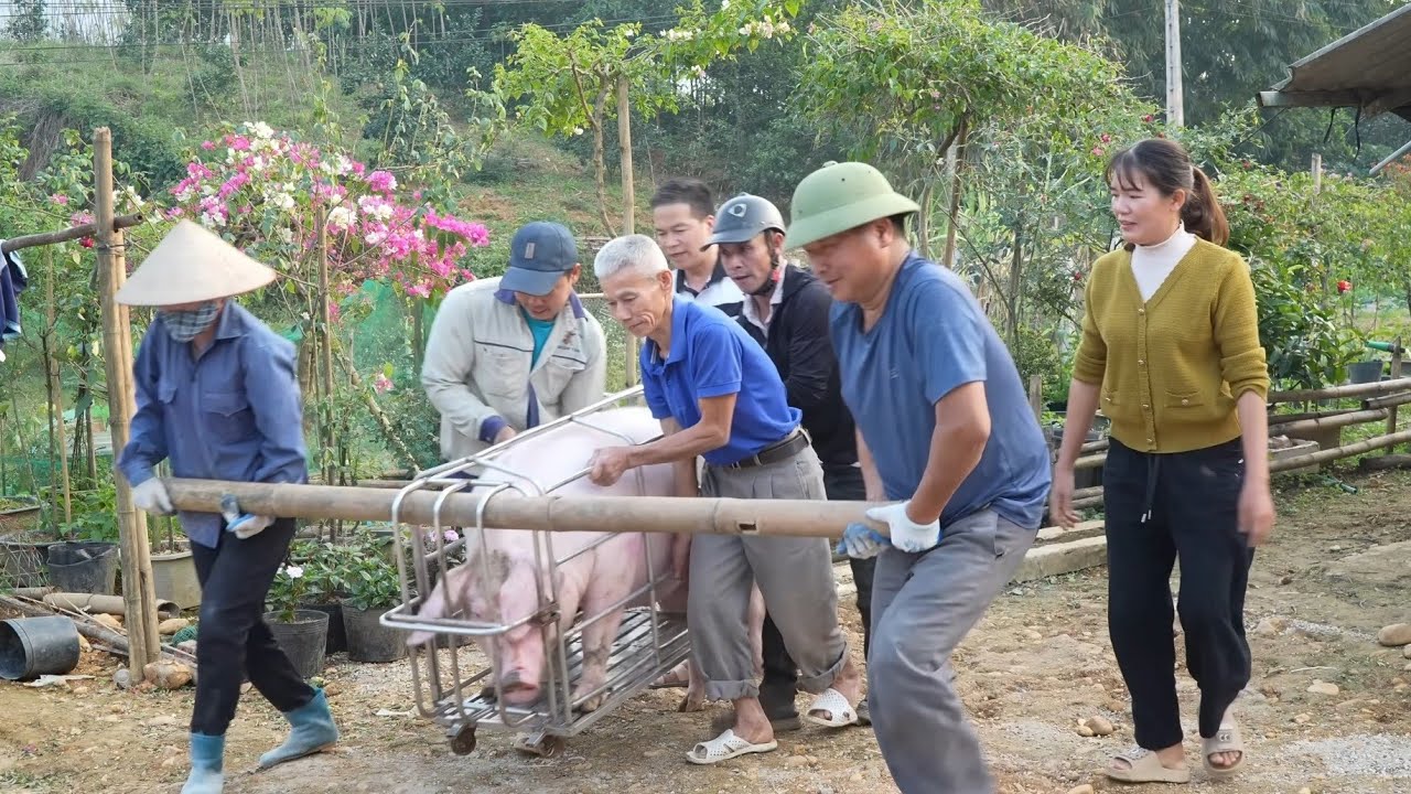 Seven people are carrying a sow to sell because it's not pregnant. ( Ep  400 )