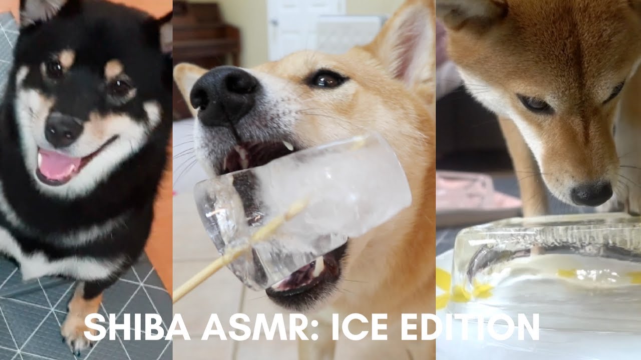 DOG ASMR: ICE EDITION (Feat. Shiba Inu Gom-Taeng)
