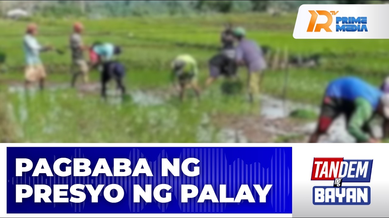 Presyo ng palay, bumaba | Tandem ng Bayan