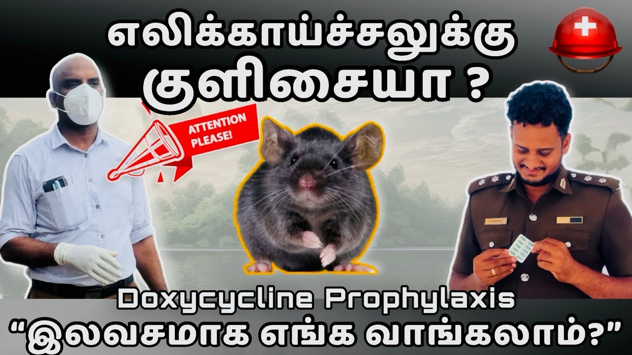 எலிக்காய்ச்சல் குளிசையா? Jaffna fever 🇱🇰| Prophylaxis treatment for leptospirosis | Doxycycline🩺⛑️