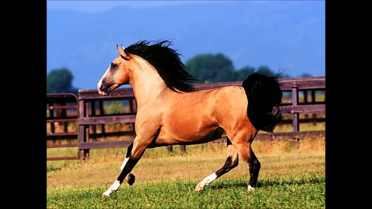 Robes des chevaux