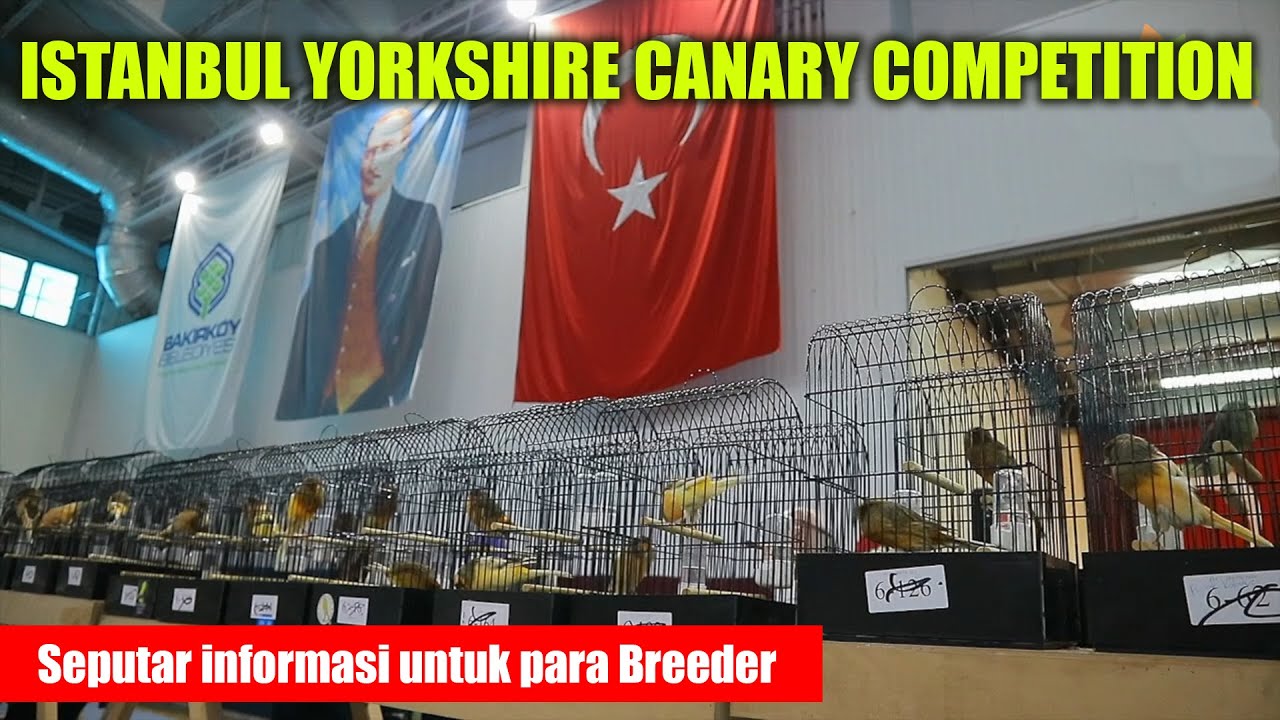 ISTANBUL YORKSHIRE CANARY COMPETITION