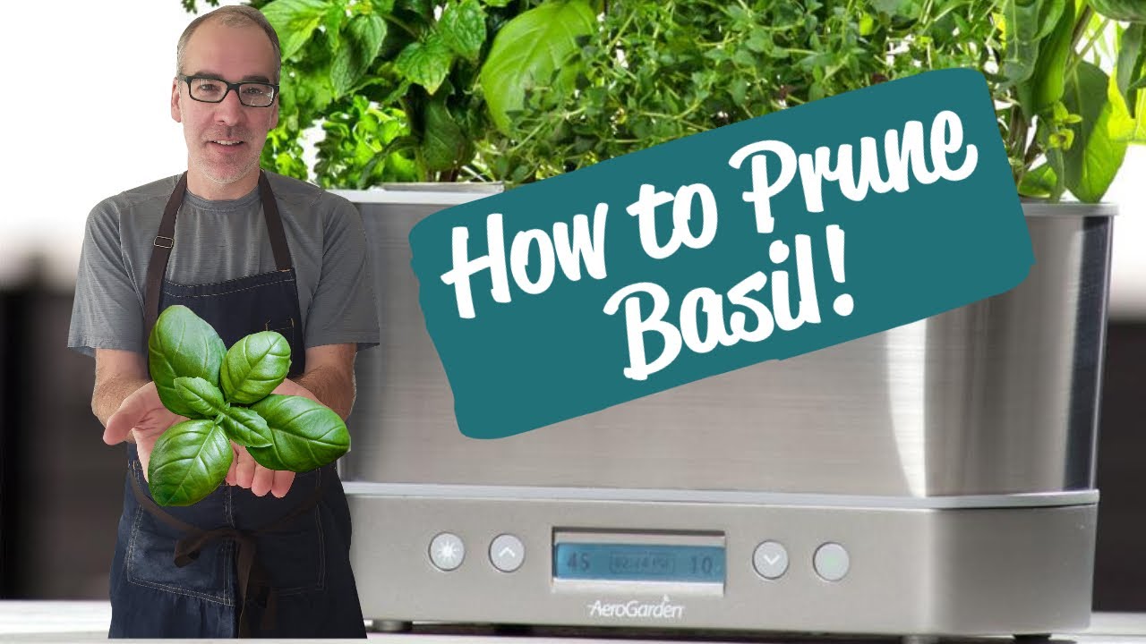 Pruning Genovese Basil | AeroGarden Harvest Elite
