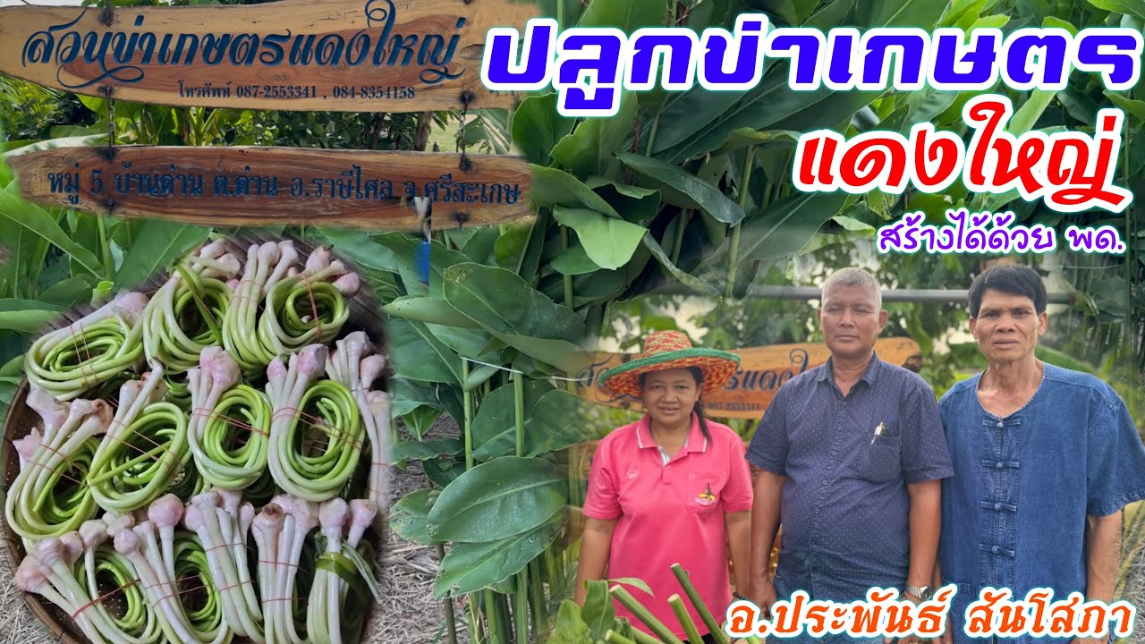 สวนข่าเกษตรแดงใหญ่ราษีไศล หน่อใหญ่รายได้ดีด้วย 16 พด. อ.ประพันธ์ | อ.พรต | บ่าวยุทธพาจ้วด