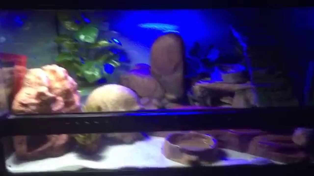 Leopard gecko set up!
