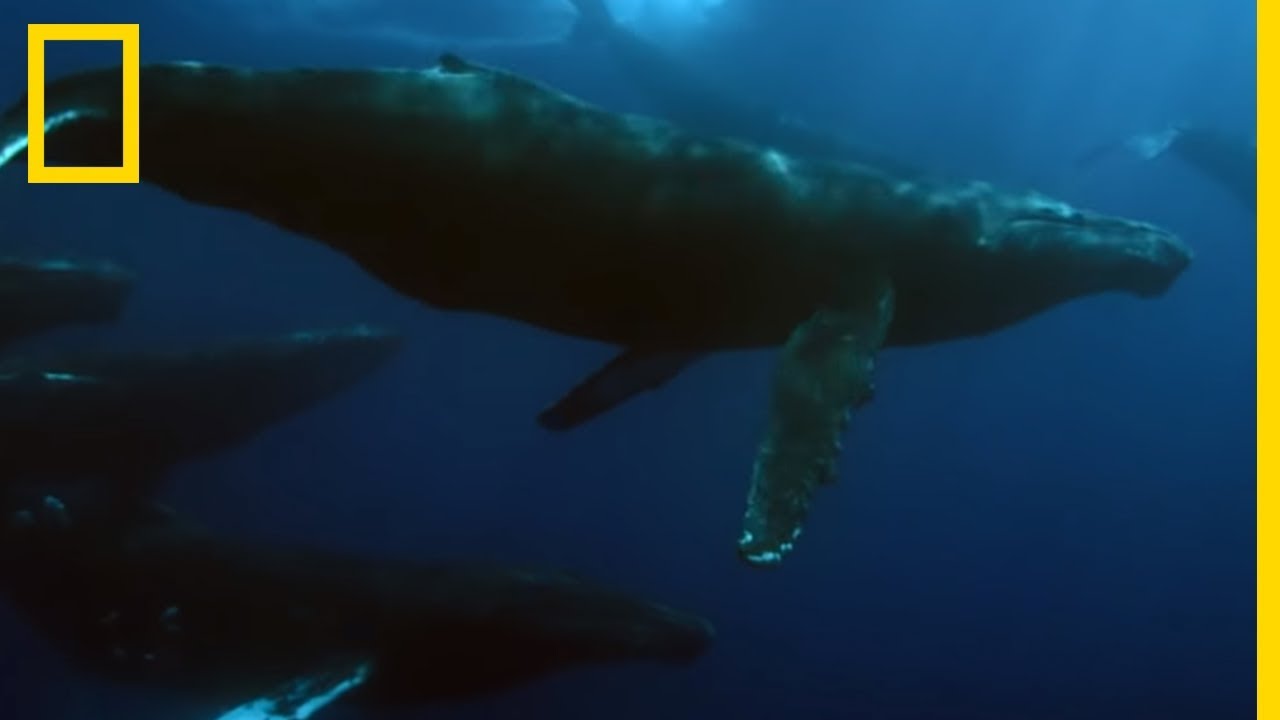La baleine à bosse, plus gros animal de la planète