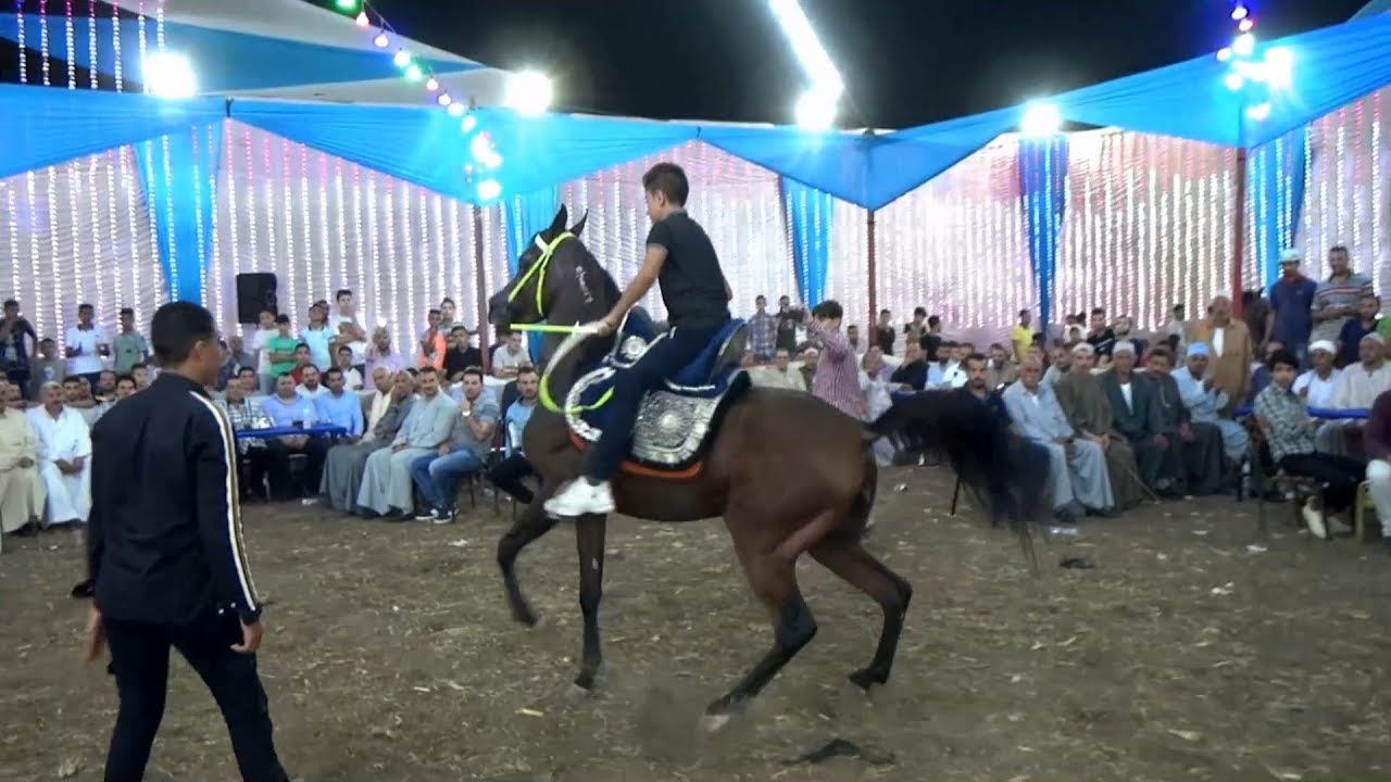 أصغر طفل بيرقص الخيل - فرحه عائلات أبو إسماعيل - الراهبين . سمنود