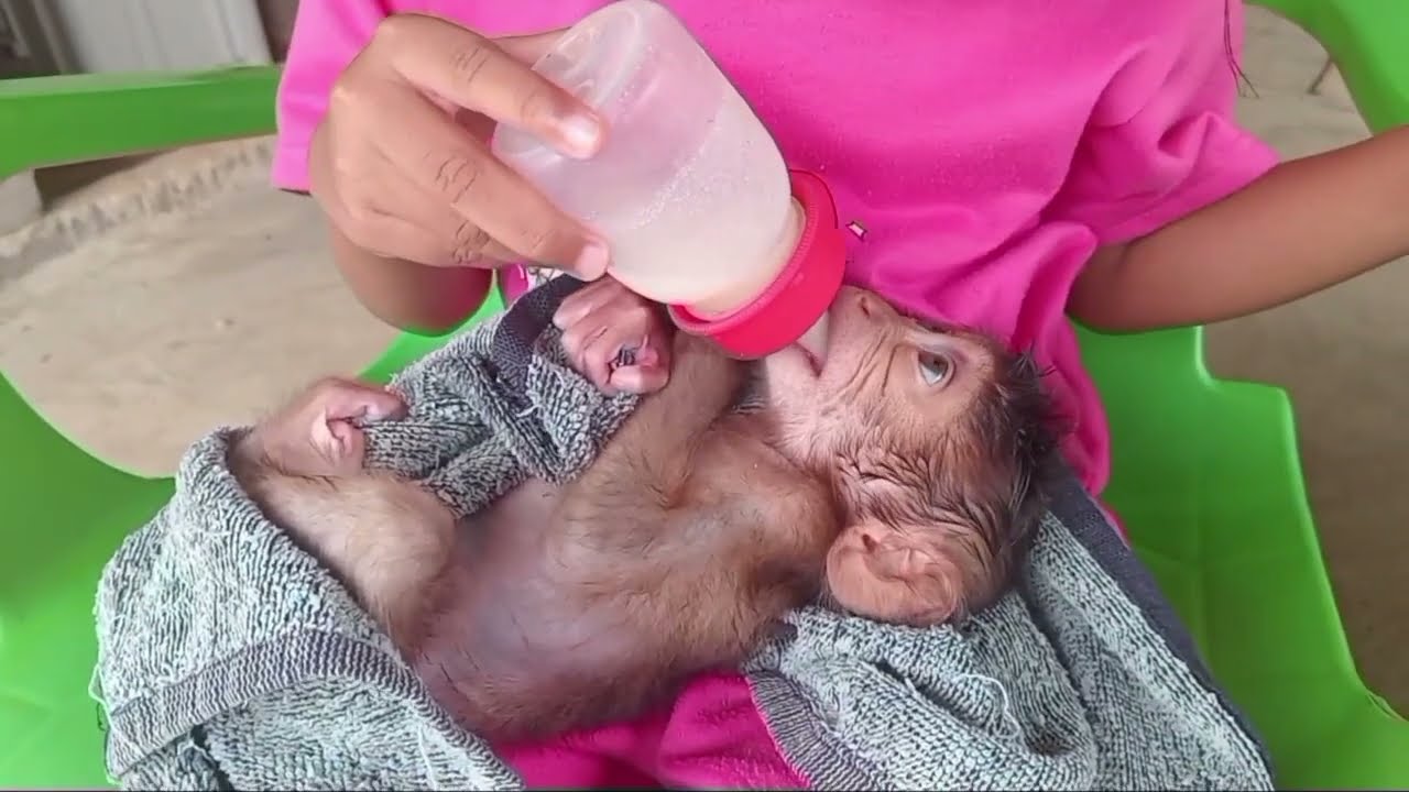 Bayi monyet premature sedih rindu ibunya