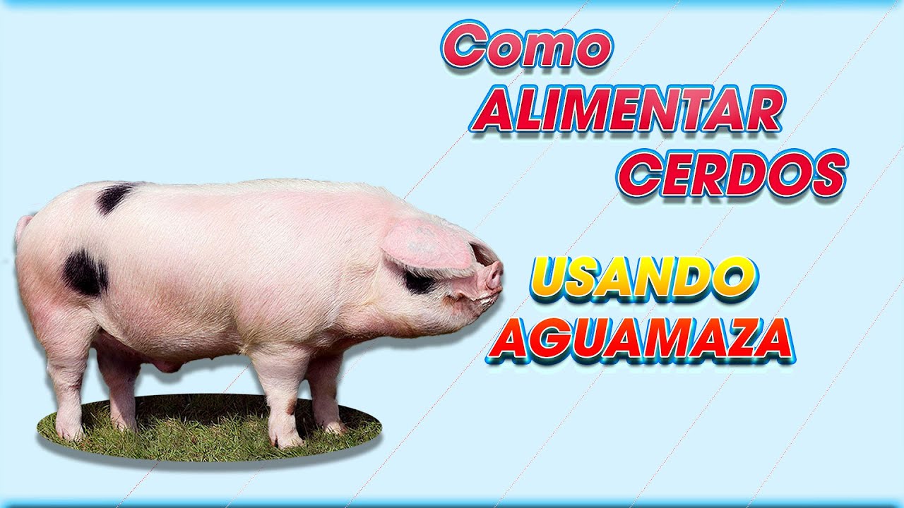 Engorda de CERDOS con AGUAMAZA ǀ M Sc. Jannin Hernández Blandón