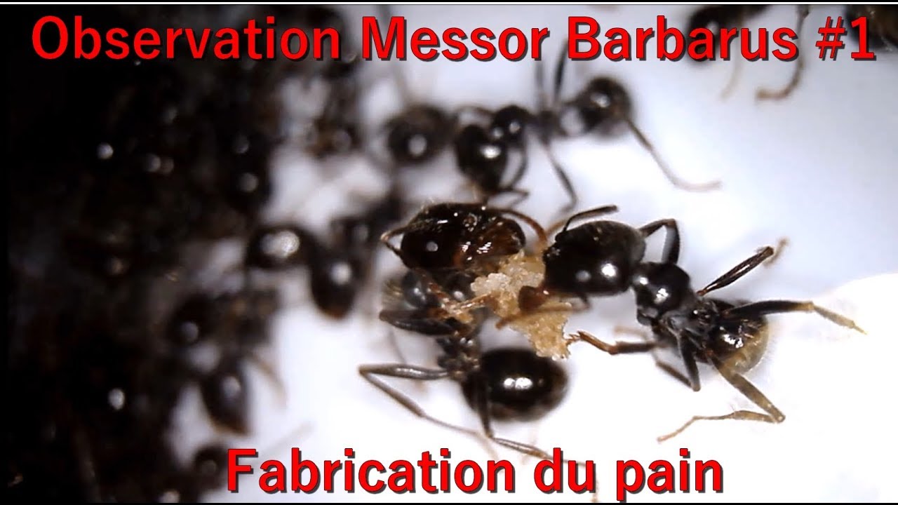 Observation Messor Barbarus #1