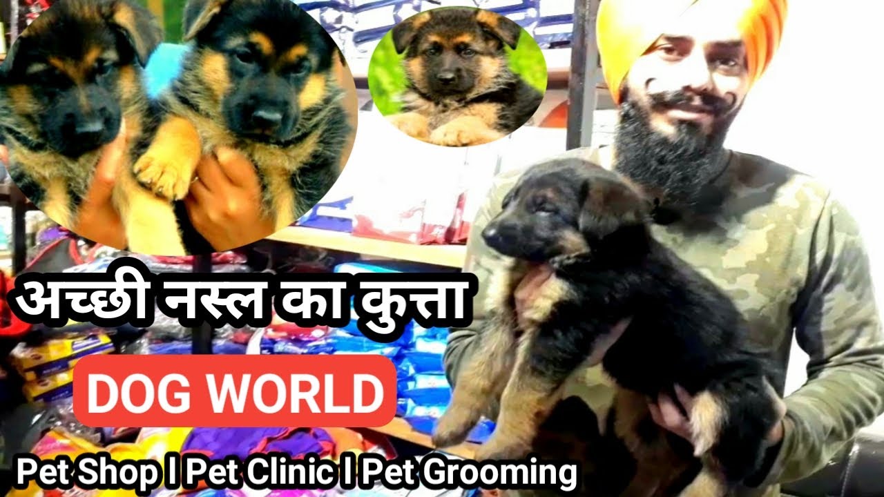 Dogs market in Jamshedpur Jharkhand | Pet Shop | Pet clinic | Pet Grooming | German Shepherd
