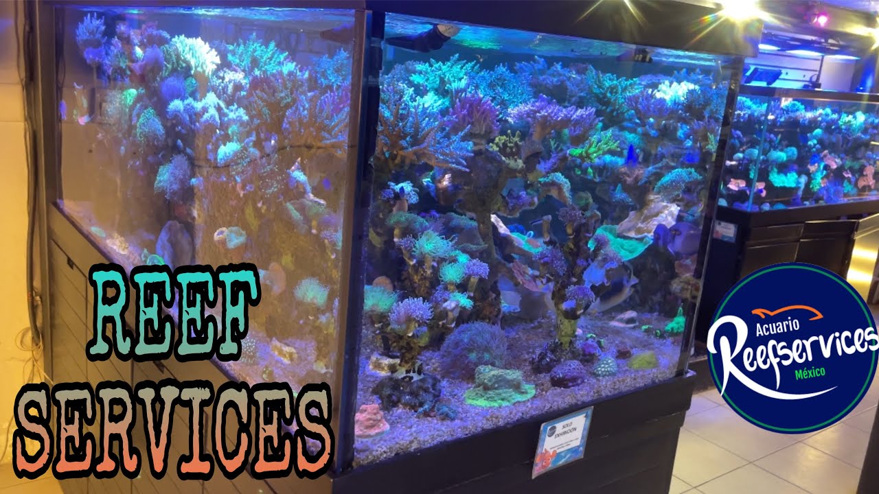 La tienda de peces y corales marinos que más tiempo tiene en servicio … REEF SERVICES