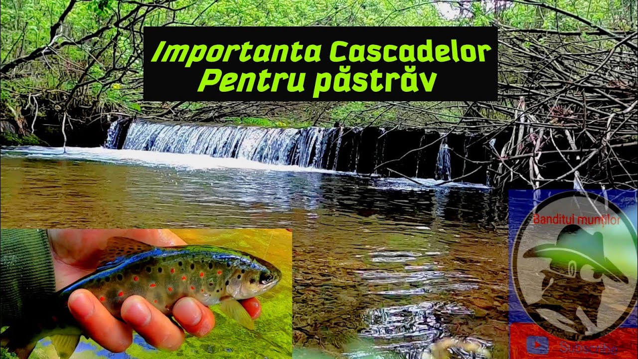 Importanta Cascadelor pentru păstrăv! Pescuit la pastrav pe râu! Munții Apuseni!