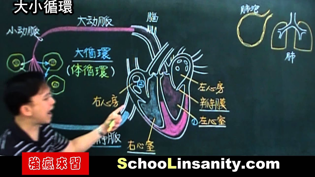 強瘋來習-國中生物04-大小循環
