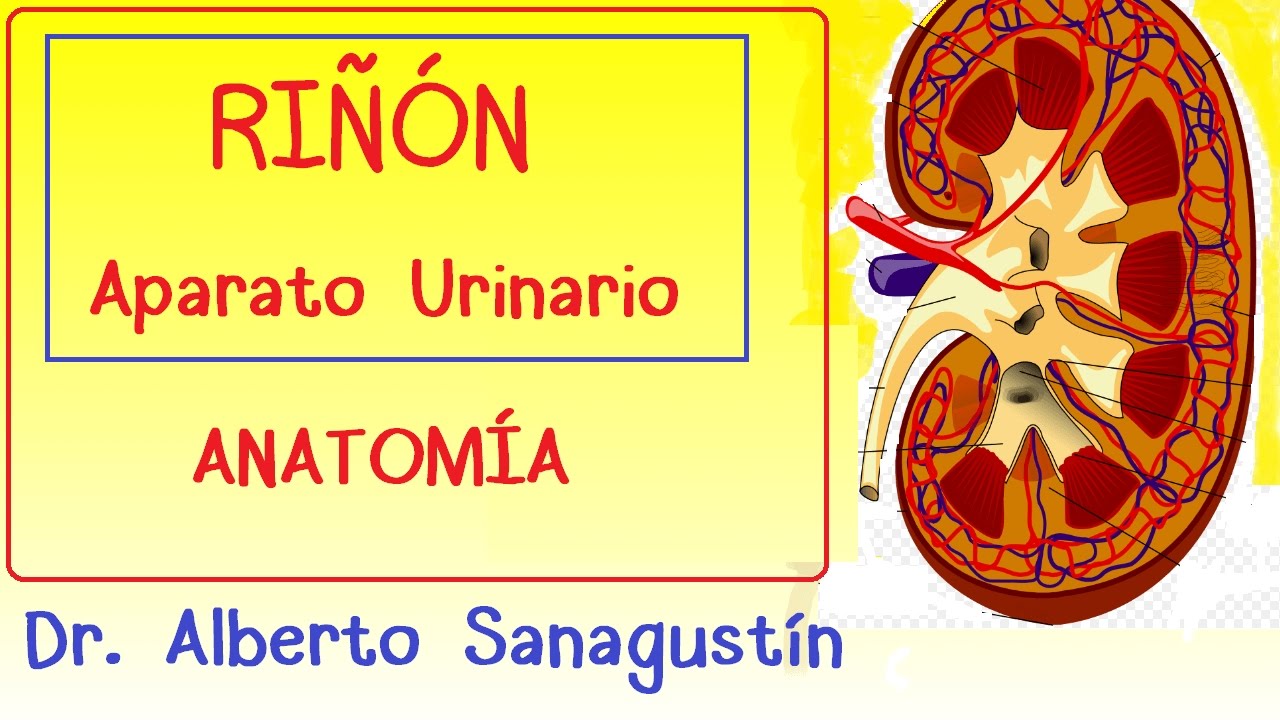 RIÑON y APARATO URINARIO #anatomía