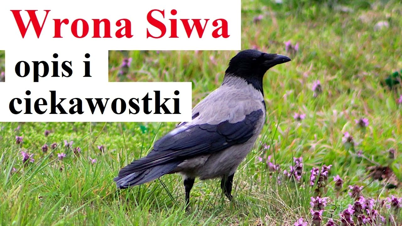 Wrona Siwa - opis i ciekawostki