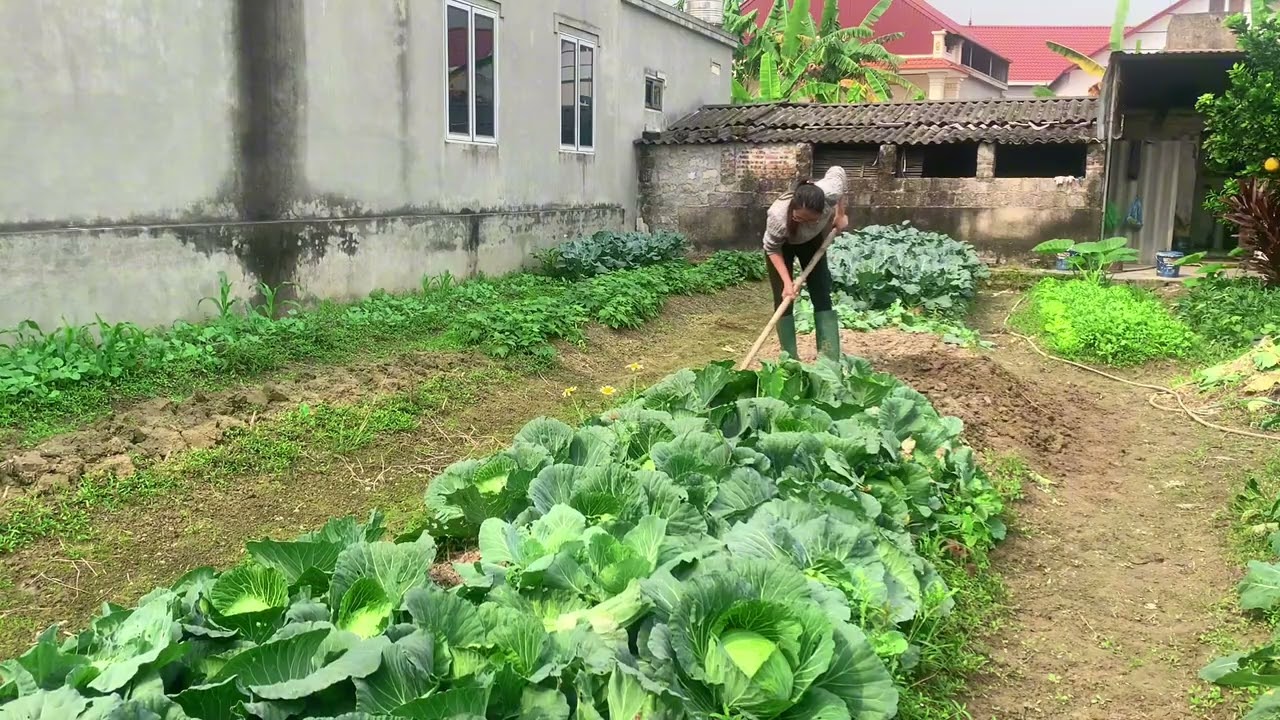 Làm đất trồng cây ở khu vườn nhỏ #gardening #farming #vegetables #maigreengarden #food 