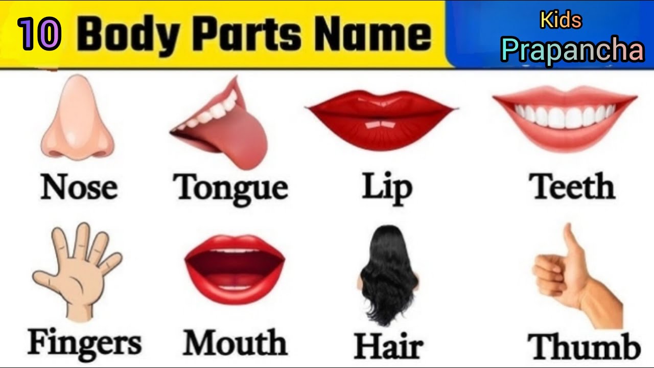 Just 10 Minutes = 10 Body Parts! | Learn with Fun for Kids 👶✨ kids prapancha