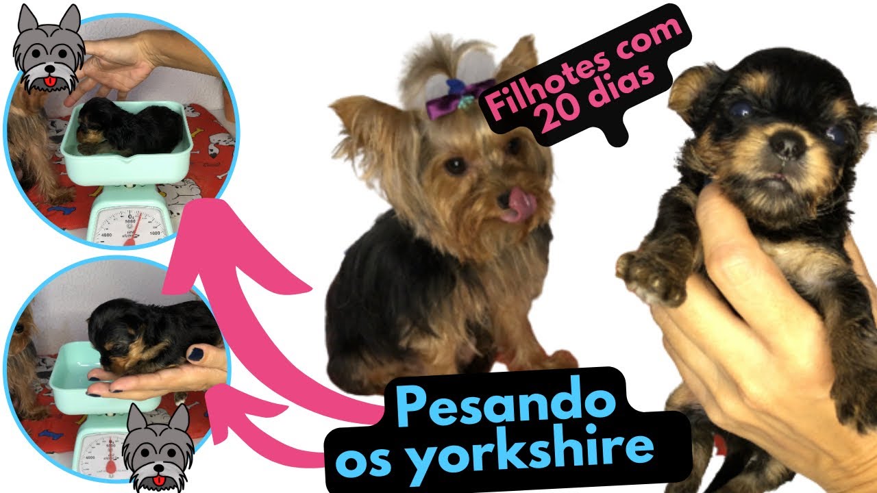 Filhotes de yorkshire com 20 dias de vida || ‘’muito pequeno’’…😱200g