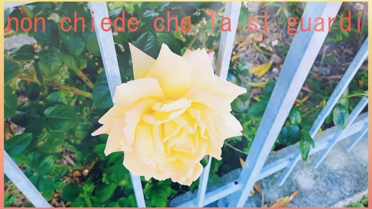 I COLORI DELL'ESTATE