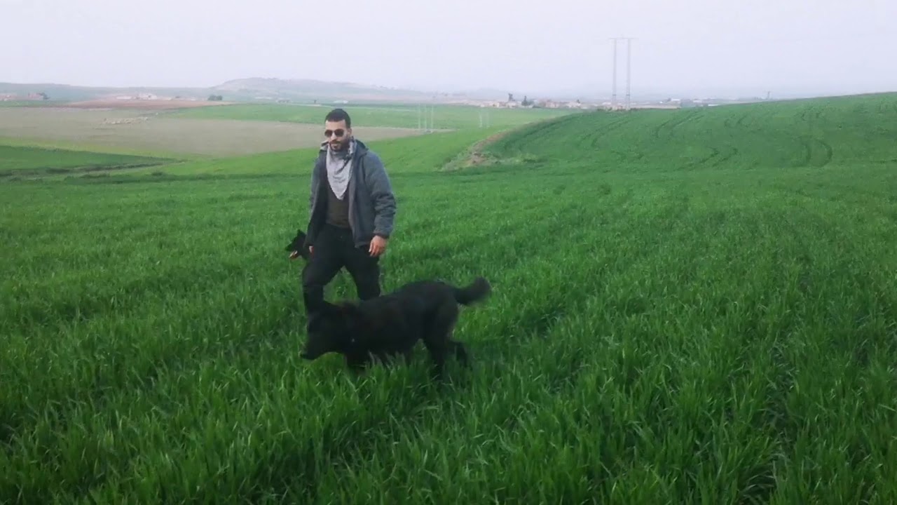 Ladhem🐼🐻 akita américain 🏈 🇩🇿 Algérie