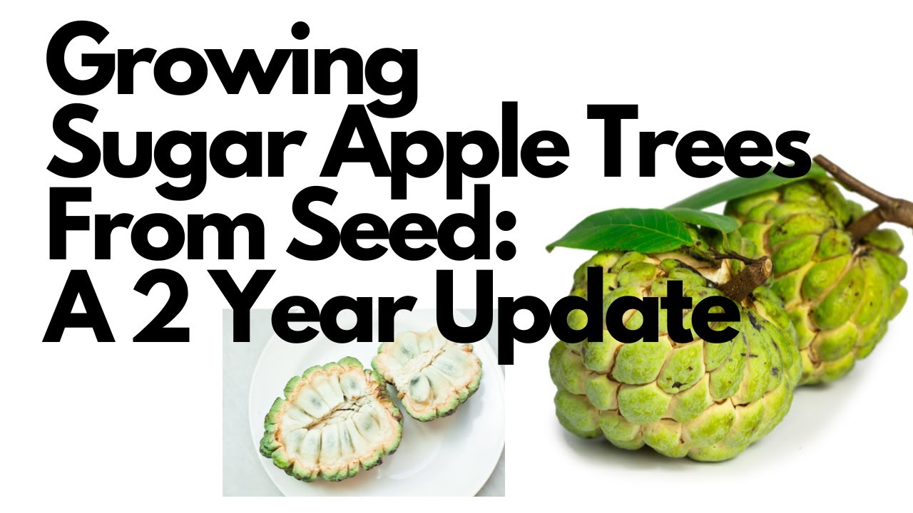 Growing Sugar Apple Trees From Seed  A 2 Year Update