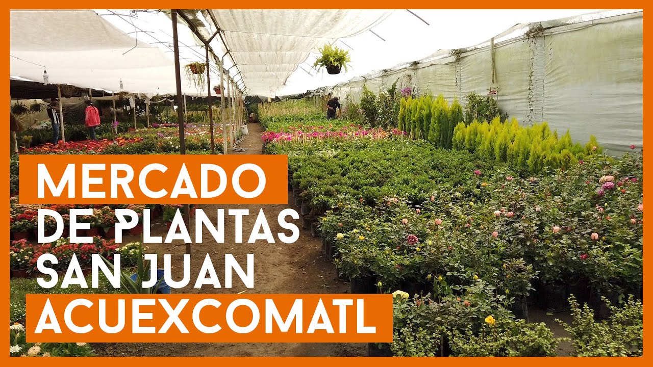 Mercado de Plantas San Juan Acuexcomatl | Viveros Xochimilco