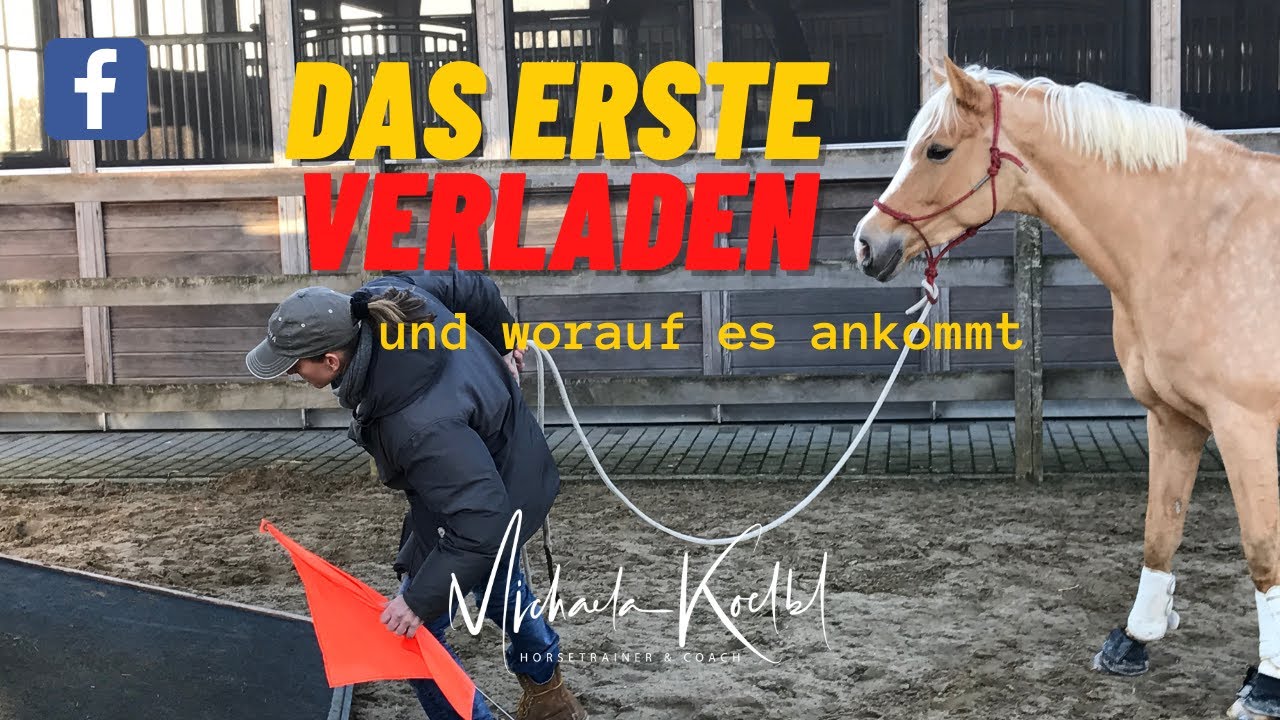 Was du beim 1. Verladetraining unbedingt beachten solltest
