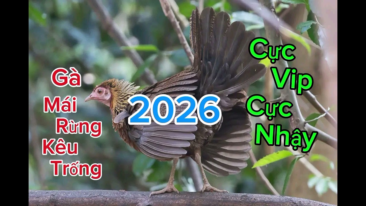 Tiếng gà mái rừng gọi trống cực SUNG , cực NHẬY mới 2026 || bật là bổi chạy cực nhậy  