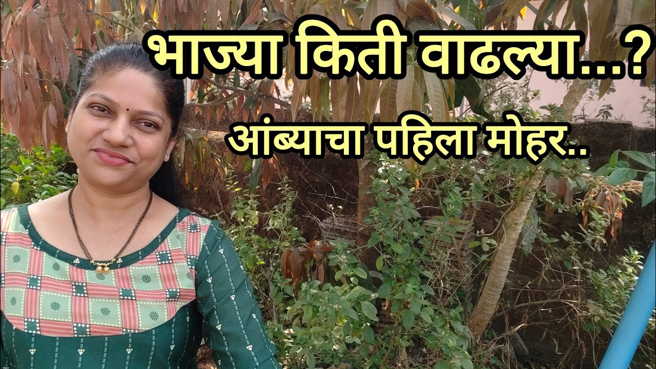 बटाटे आणि भाज्यांचे updates | आंब्याची सुंदर पालवी #dailyVlog #amitaVlog #natureVlog #reallifevlog