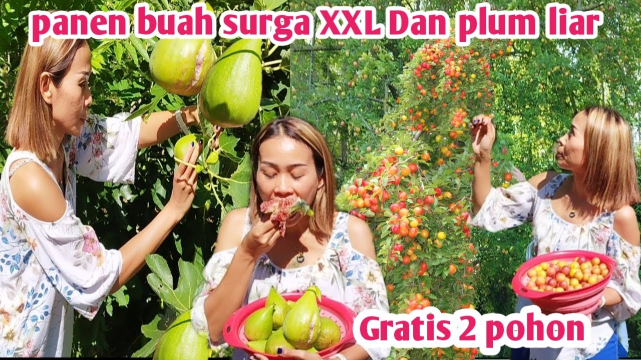 PANEN BUAH SURGA XXXL DAN PLUM LIAR 2 POHON GRATIS