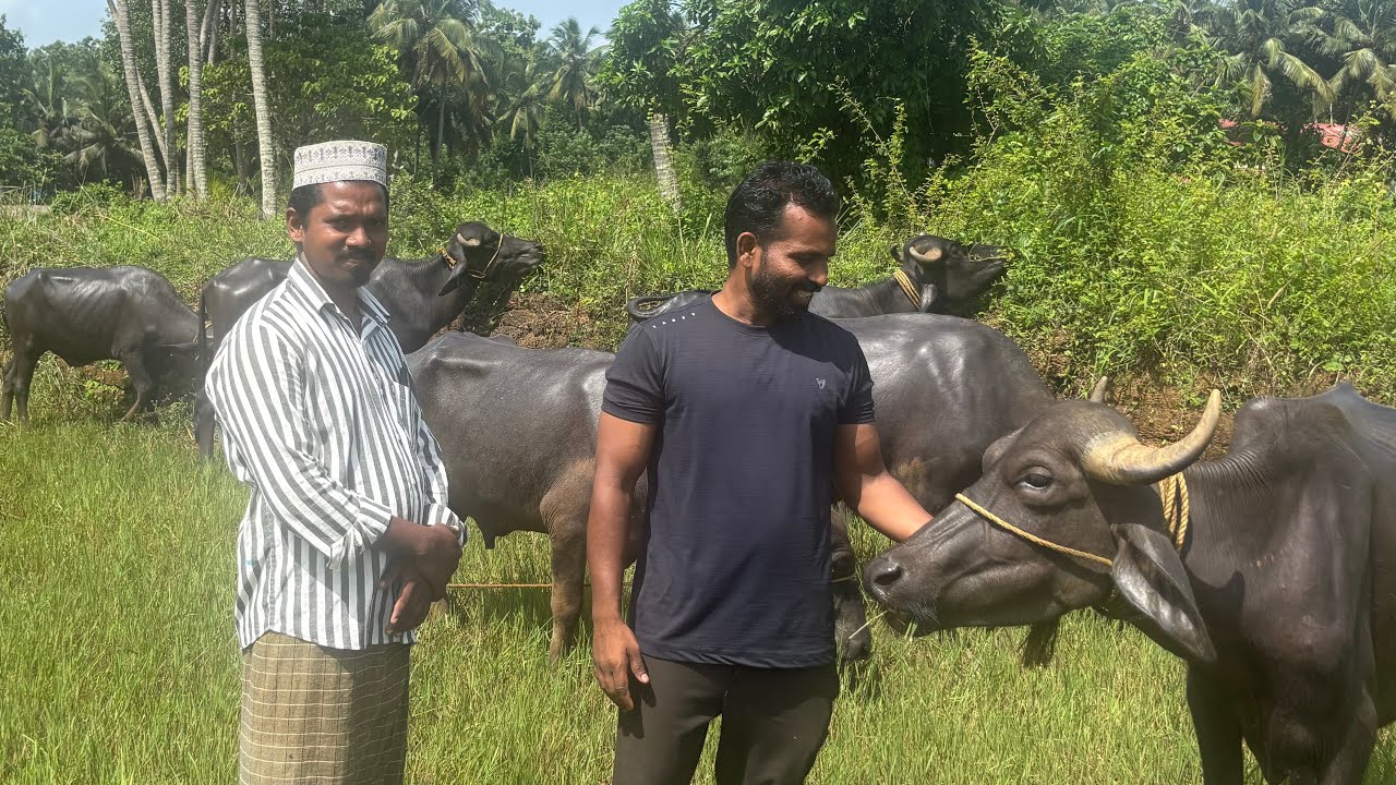 വളാഞ്ചേരി ഭാഗത്ത് കന്നുകൾ വില്പനക്ക് #buffalo #farming
