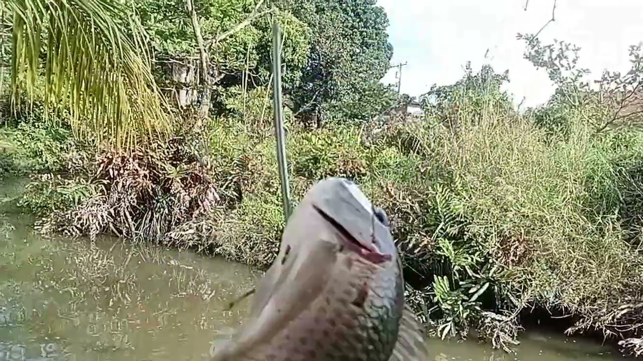 Paldo sa aroyo at isang bulig pwd Nato!!! #ALVARANFISHHUNTER #tiksayfishing!!!