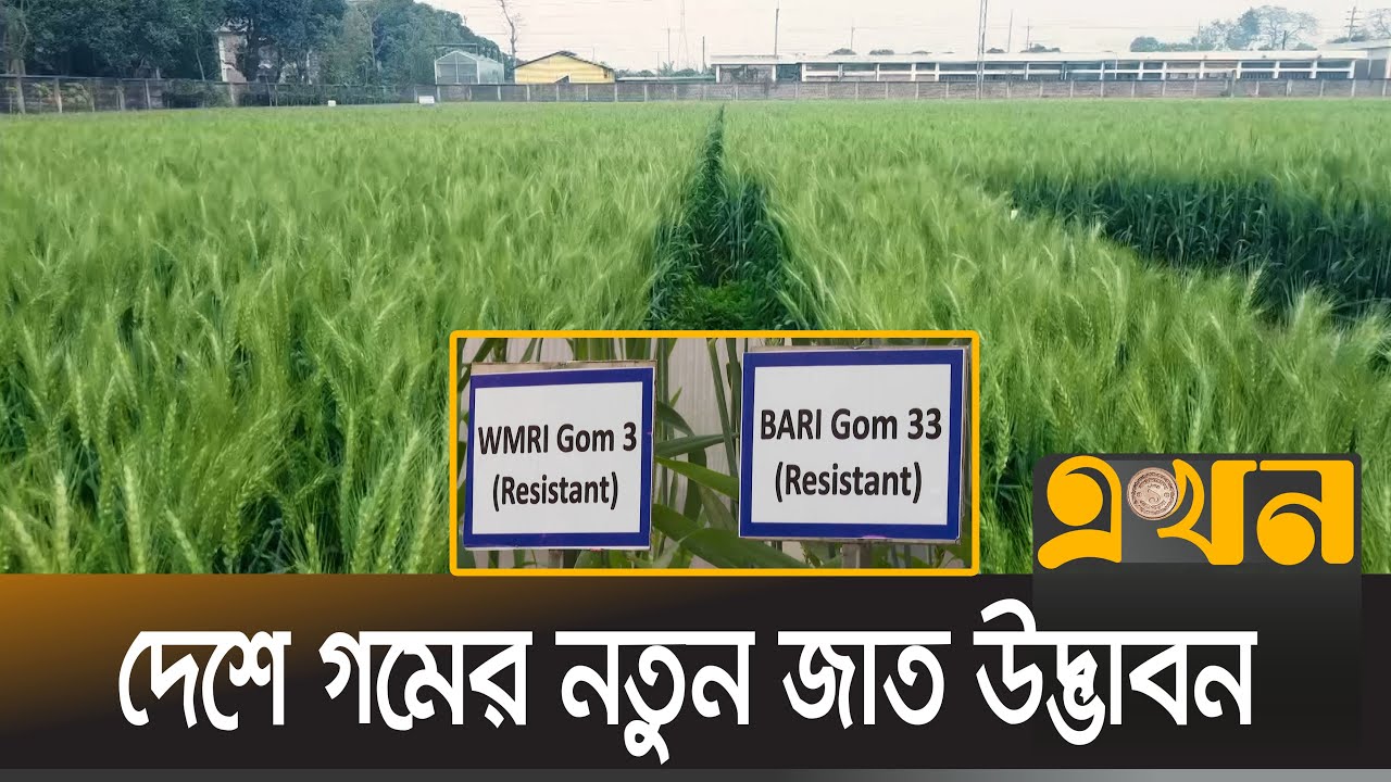 খরা ও লবণাক্ত সহনশীল উচ্চ ফলনশীল গমের জাত উদ্ভাবন | Wheat | Rangpur | Ekhon TV