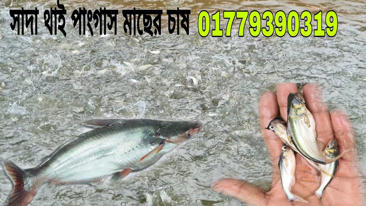 পাংকাস মাছের পোনা || পাঙ্গাস মাছের পোনা কত টাকা পিস। পুকুরে মাছ চাষ করা