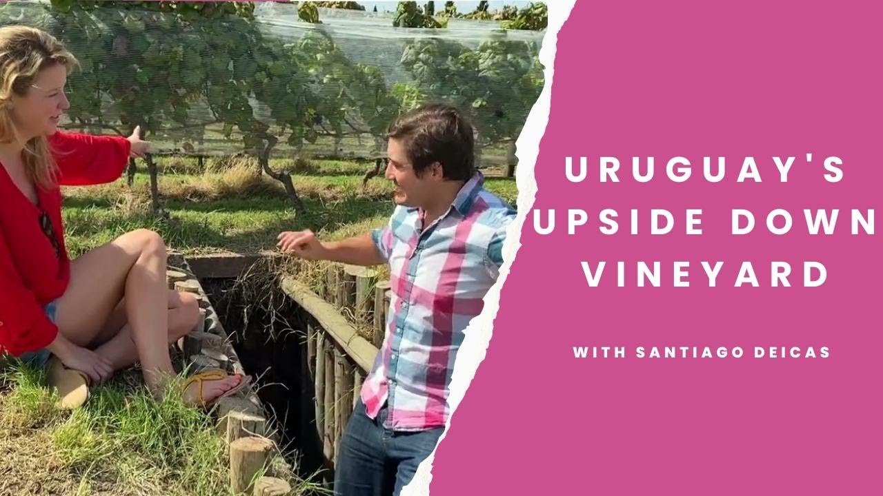 Turning the vineyard soil upside down at Familia Deicas winery in Uruguay