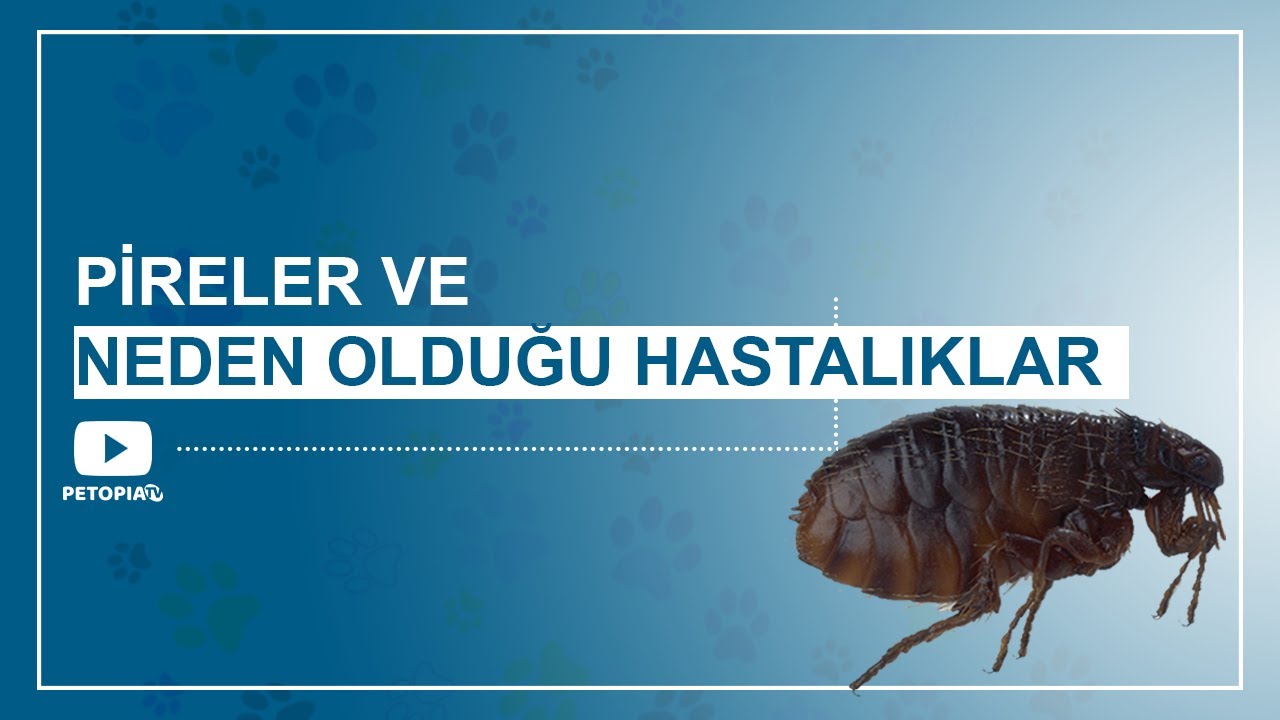 Pireler🕷️ ve Pirelerin Neden Olduğu Hastalıklar
