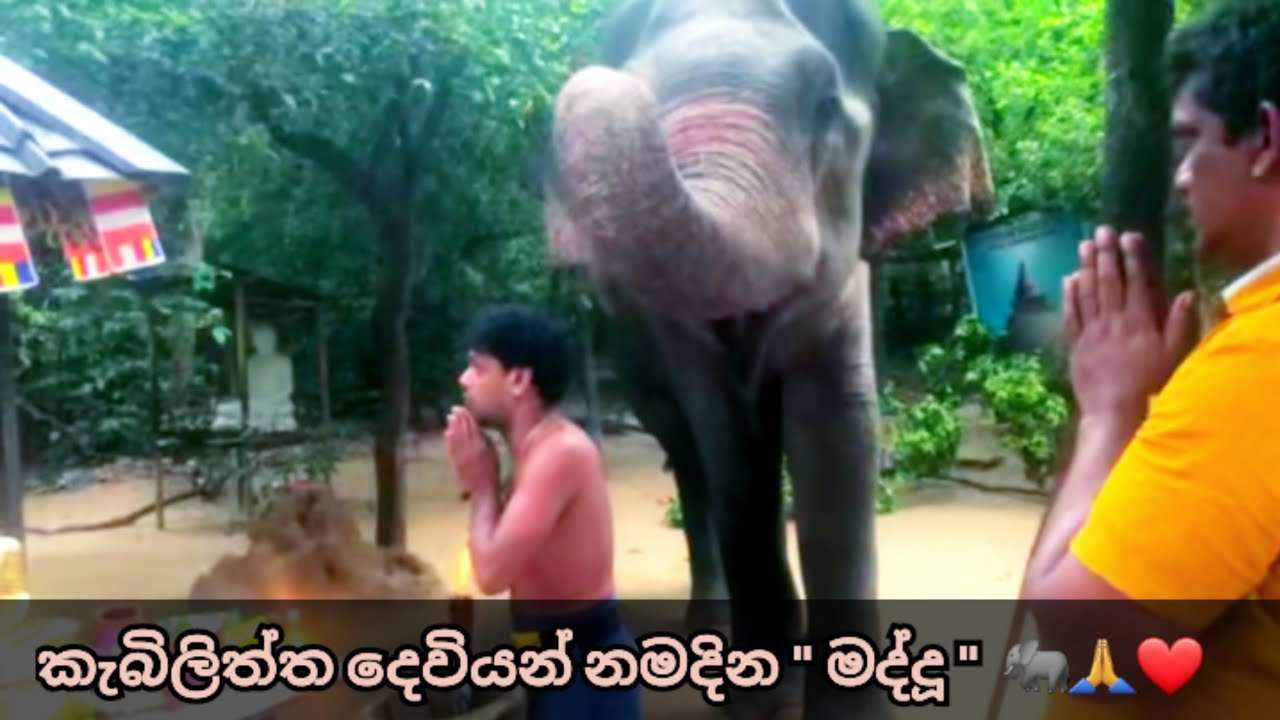 Elephant 🐘 Maddu Worships Kebiliththa Temple | කැබිලිත්ත පුදබිම සුරකින විස්මිත හස්තියා මද්දු