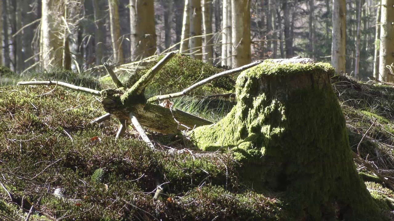 Archery in the forest 2019 04 18.