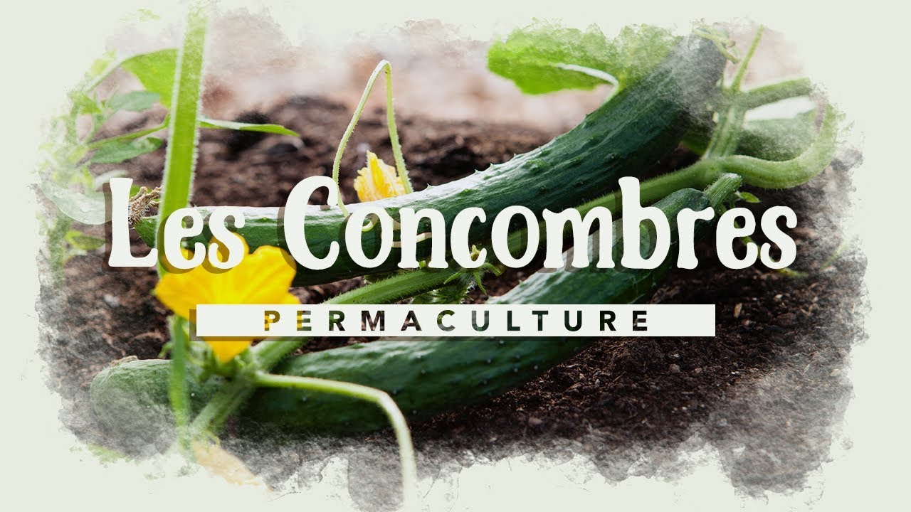 Tout savoir sur la culture du concombre!!! #permaculture