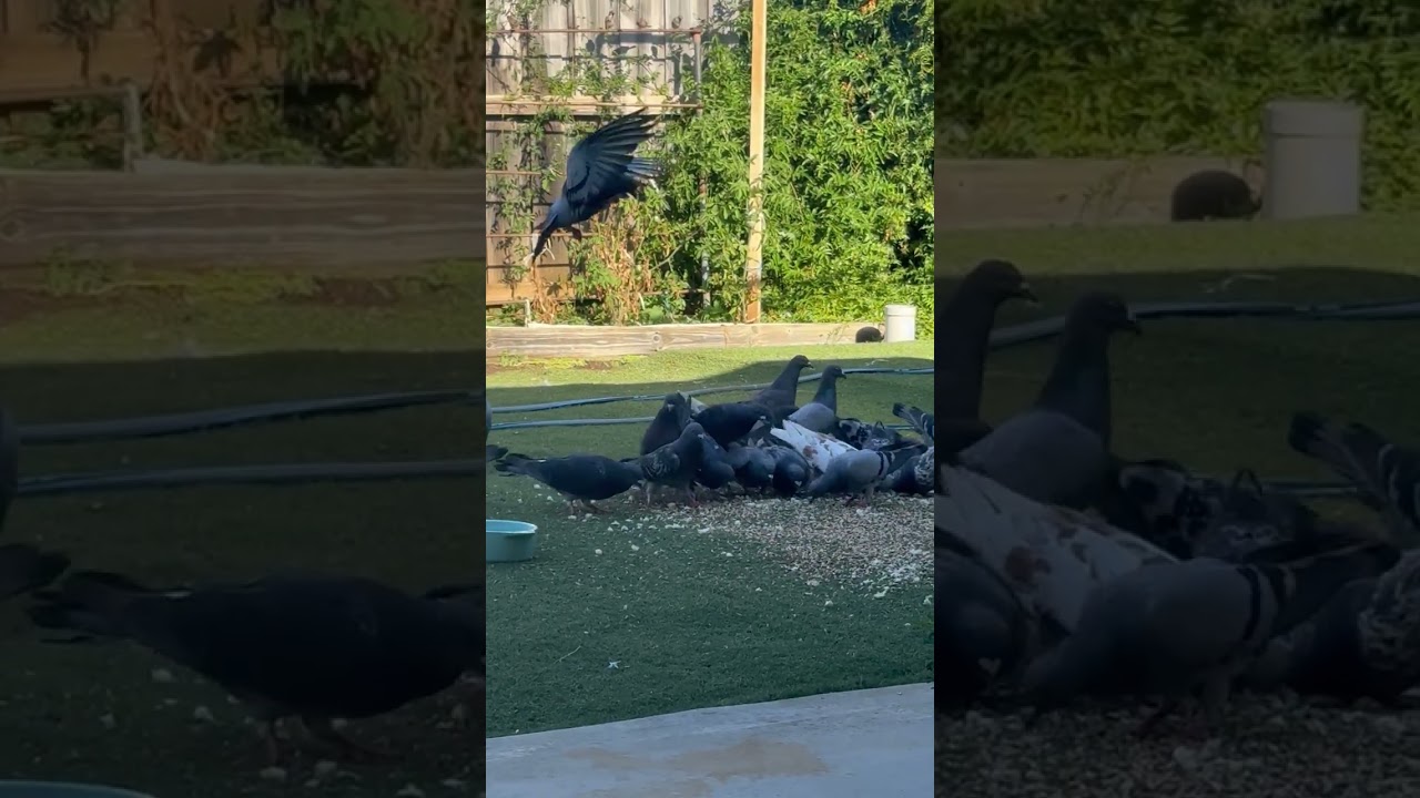 So mamma crow and her chick came back lol