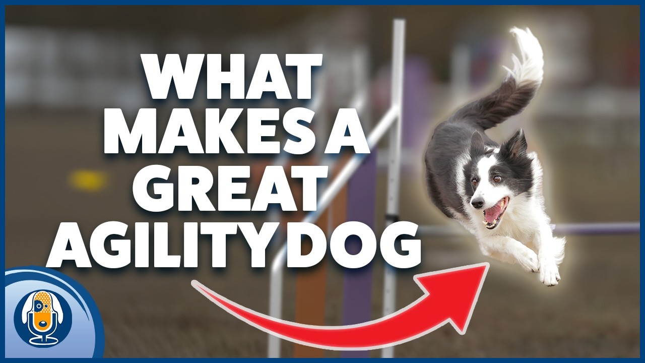 Dog Agility Foundations: Train World Champion Skills Right In Your Living Room! #311 #podcast