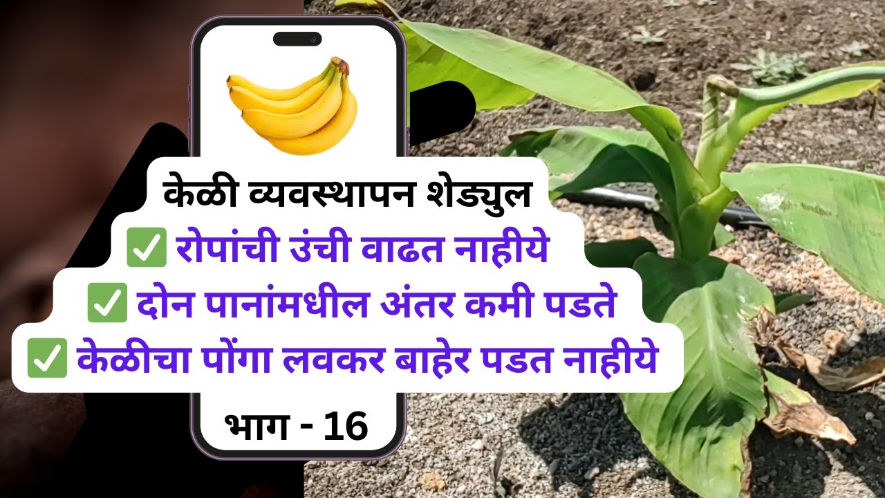 भाग - १६ - रोपांची उंची वाढत नाही , दोन पानांमधील अंतर कमी , केळीचा पोंगा लवकर बाहेर न पडणे