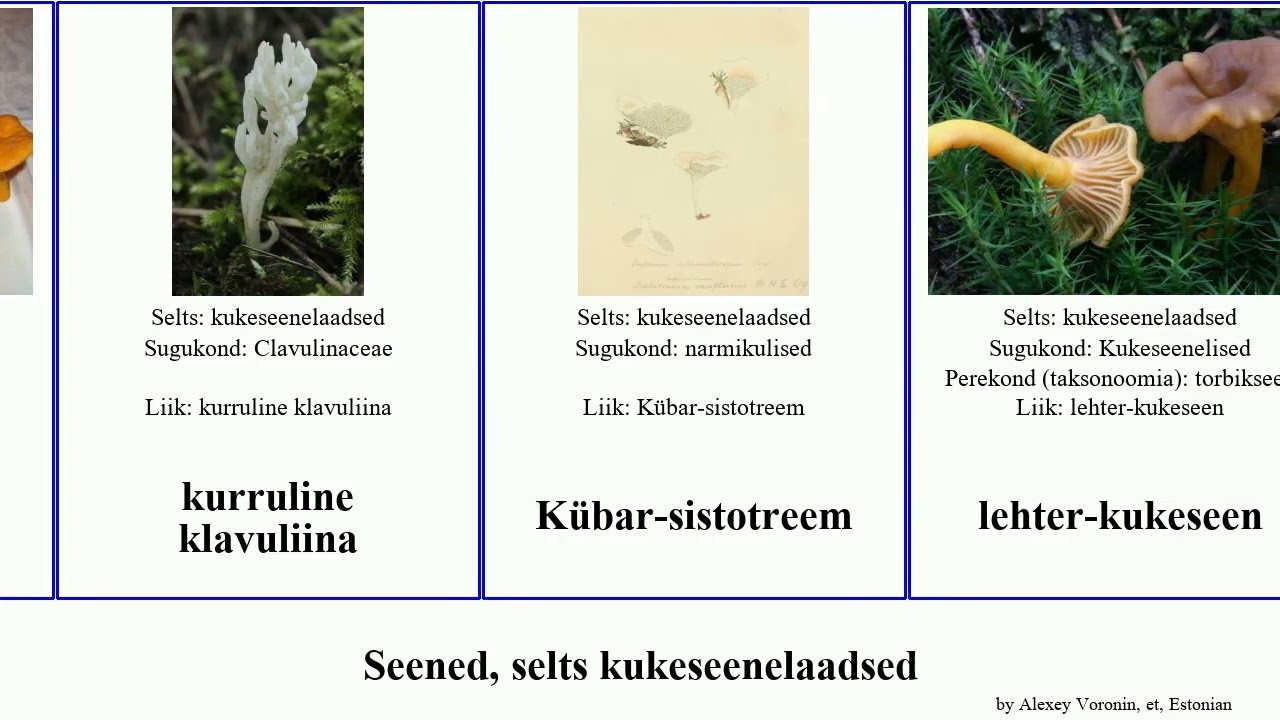 Seened, selts kukeseenelaadsed timpnarmik hall fungus hele klavuliina torbikseen Kukeseenelised